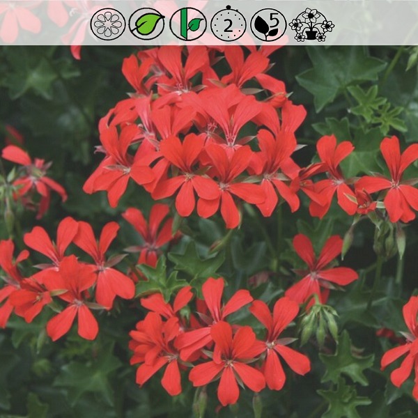 Muškát Balcon Red