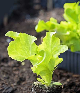 priesada šalát hlávkový