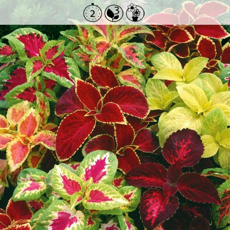 Koleus (Coleus)