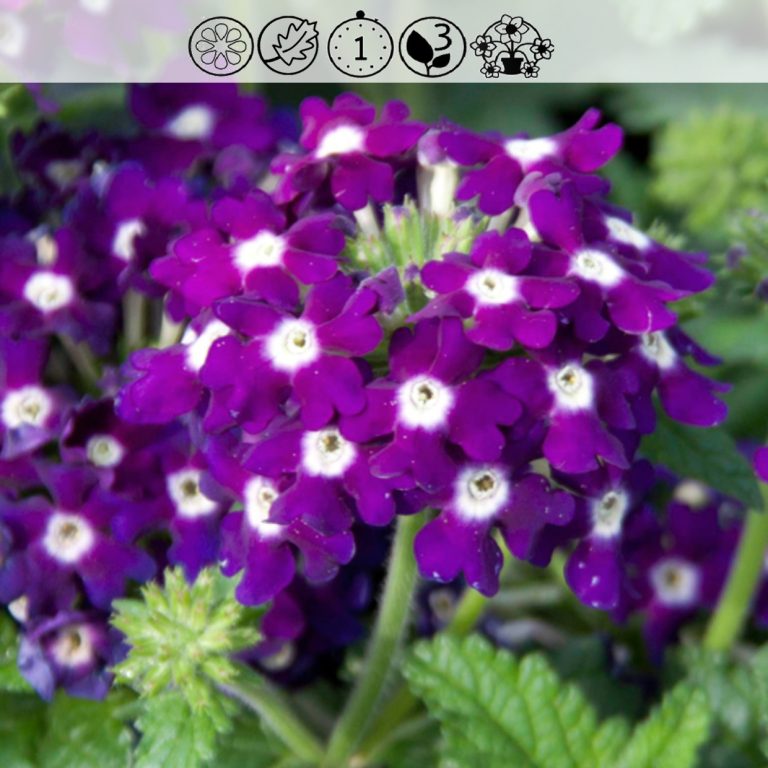 Verbena Lascar Dark Violet