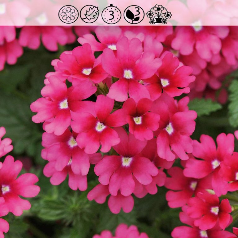 Verbena Lascar Magenta