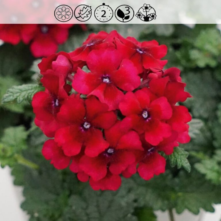 Verbena Lascar Ruby Red