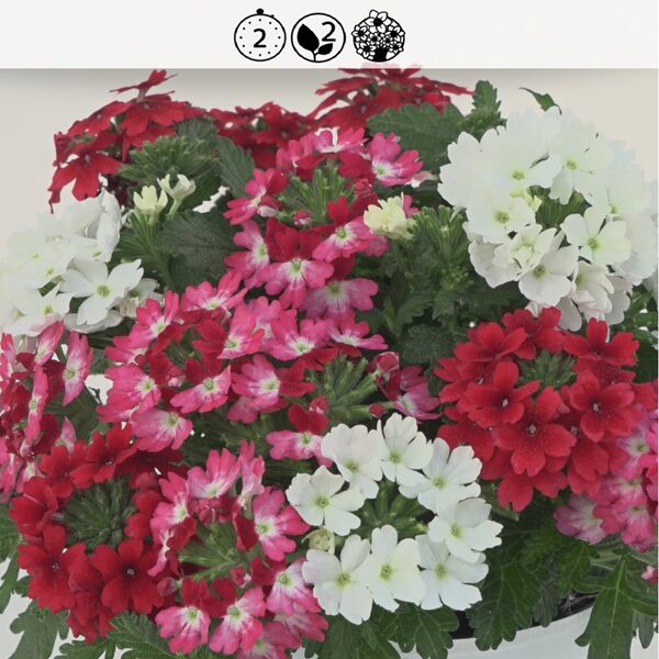 Trixi® compact Italia