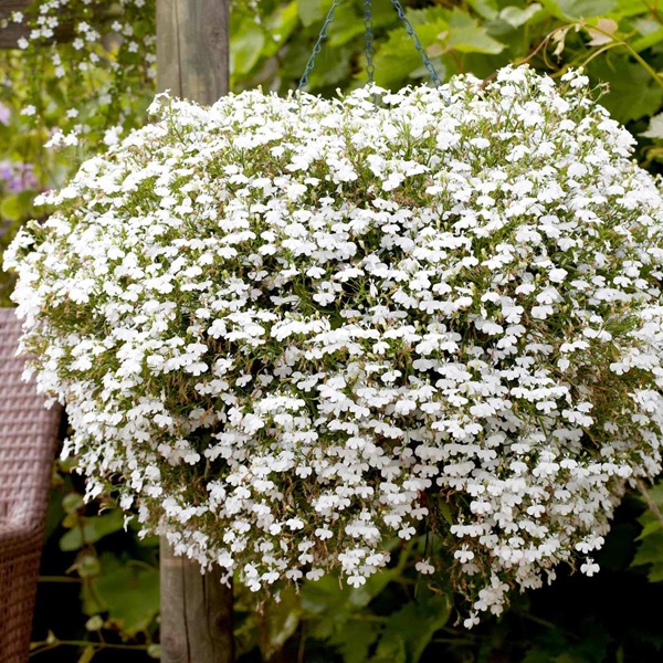 Lobélia Cascade White