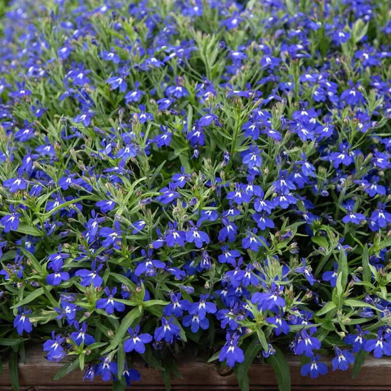 Lobélia Masterpiece Blue With Eye