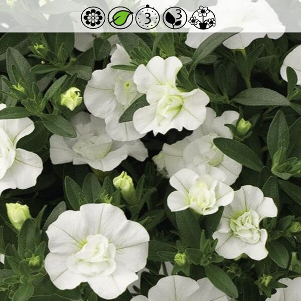 MillionBells Neo Double White Elegance
