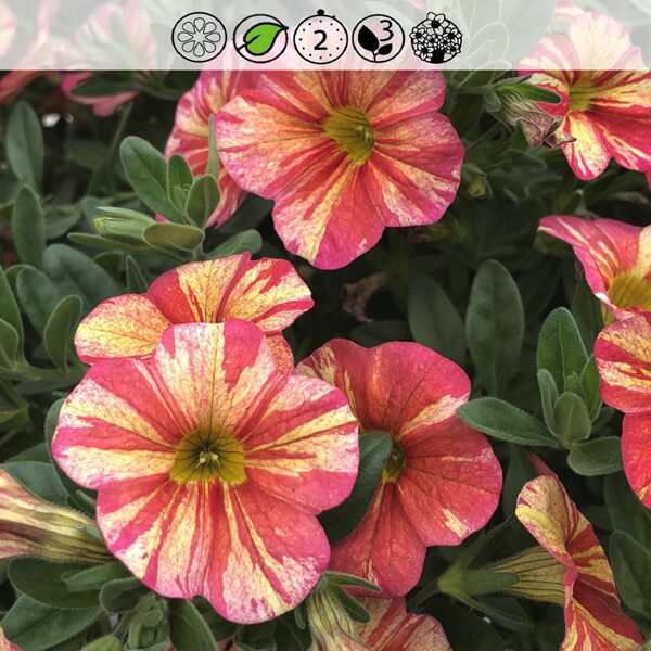 MillionBells Unique Tropical Sunrise