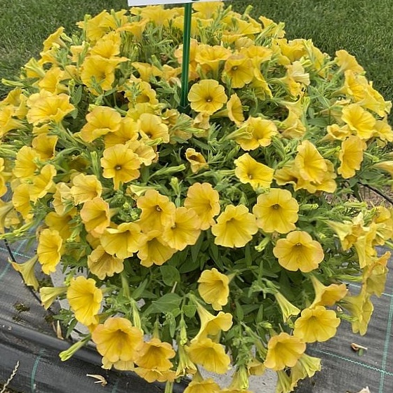 Petúnia True Yellow
