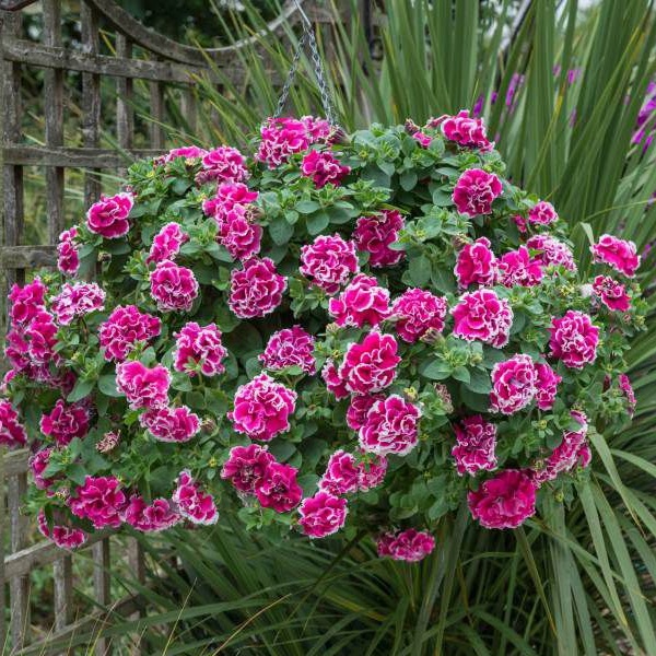 Petúnia Tumbelina Anna