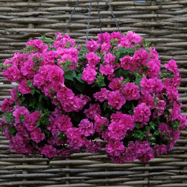 Petúnia Tumbelina Candyfloss