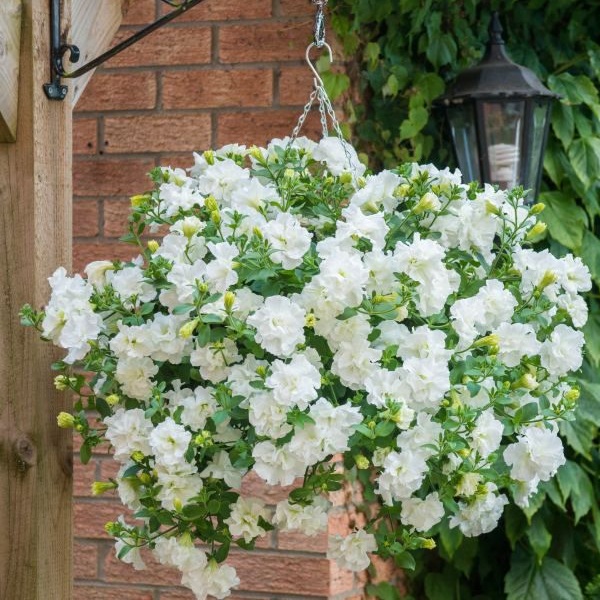 Petúnia Tumbelina Diana