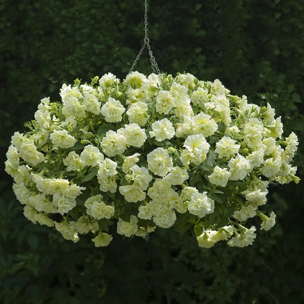 Petúnia Tumbelina Susanne