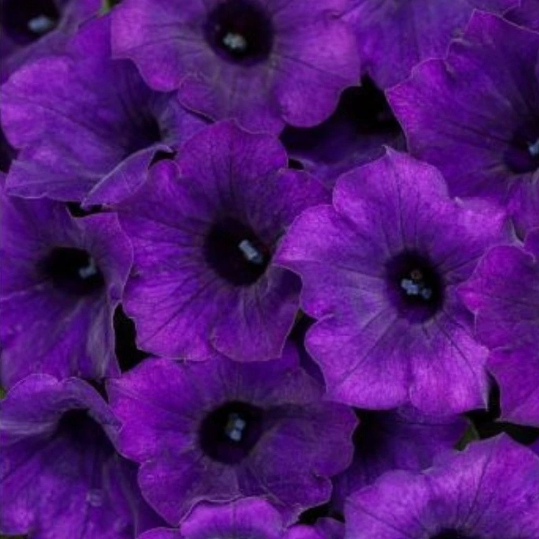 MiniVista Ultramarine