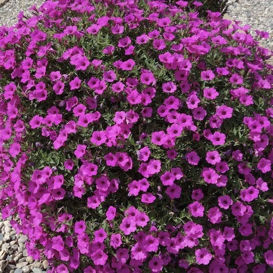 supertunia vista jazzberry