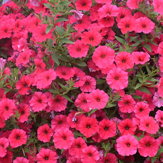 Supertúnia Vista Paradise