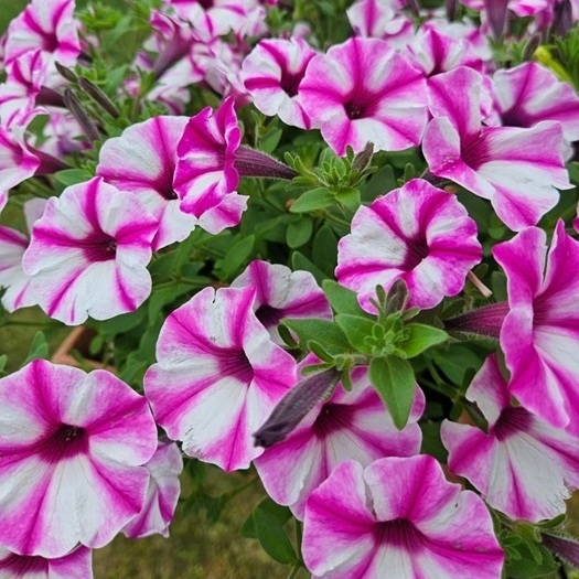 Supertúnia Vista Raspberry Star