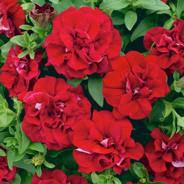 Surfínia Double Red