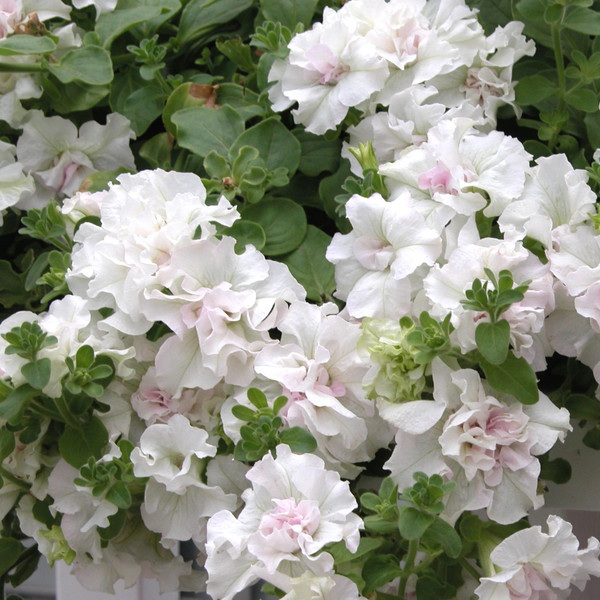 Surfínia Double White