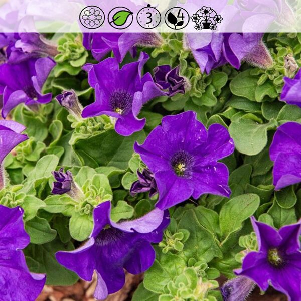 Surfínia Giant Blue