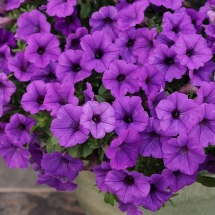 MiniVista Blue Violet