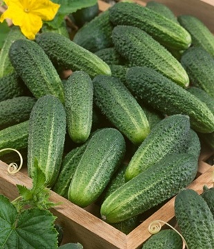 uhorka nakladačka priesada