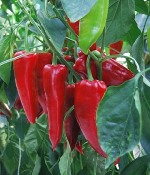 priesada paprika kápia