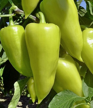 priesada paprika pcr