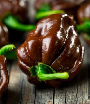 chilli habanero chocco