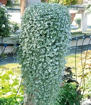 dichondra strieborny dazd