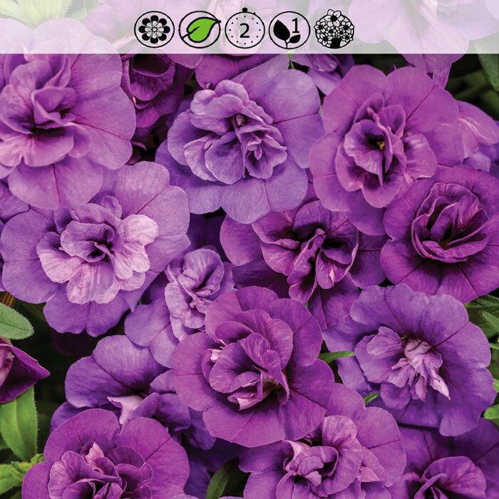 MillionBells Oro Double Blue