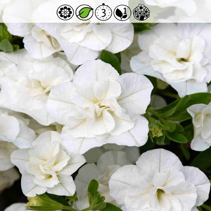 MillionBells Oro Double White