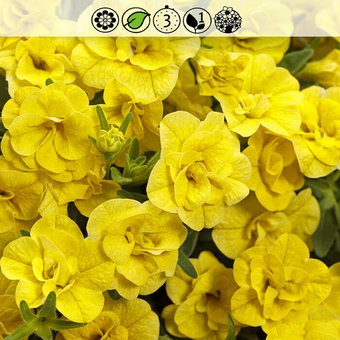 MillionBells Oro Double Yellow