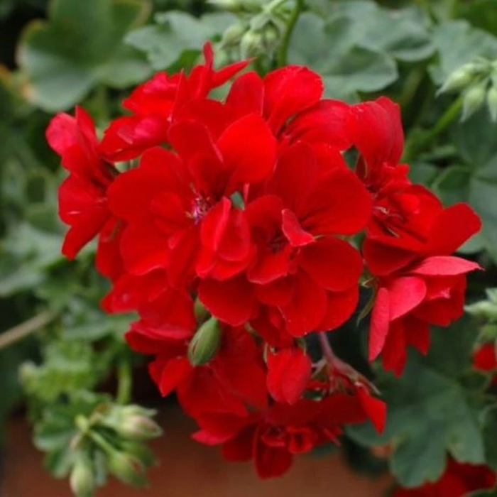 Muškát Allegria Early Red