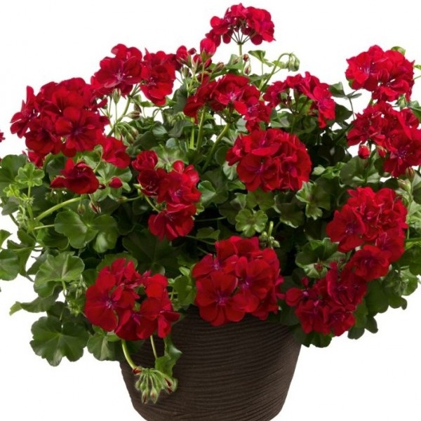 Muškát Allegria Velvet Night