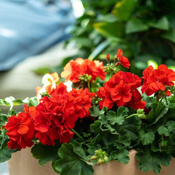 Muškát Champion Fire Red