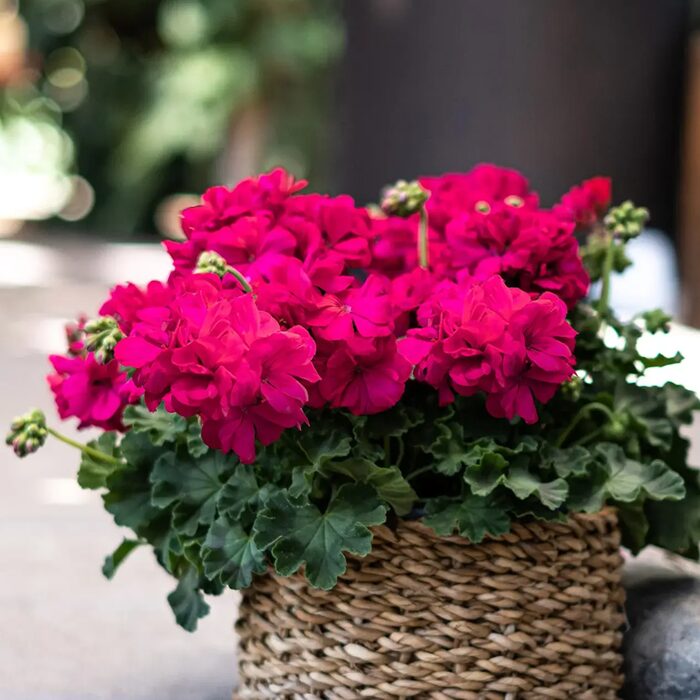 Muškát Champion Neon