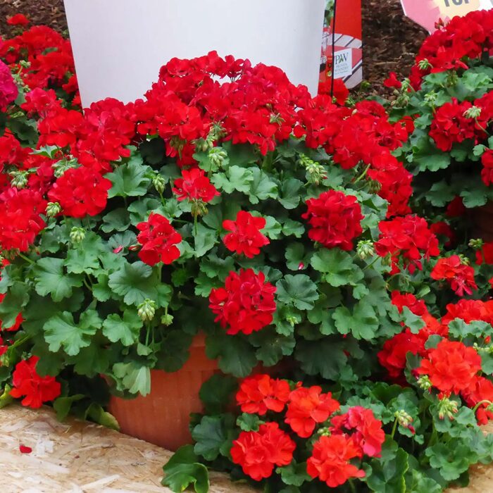 Muškát Champion Red Improved