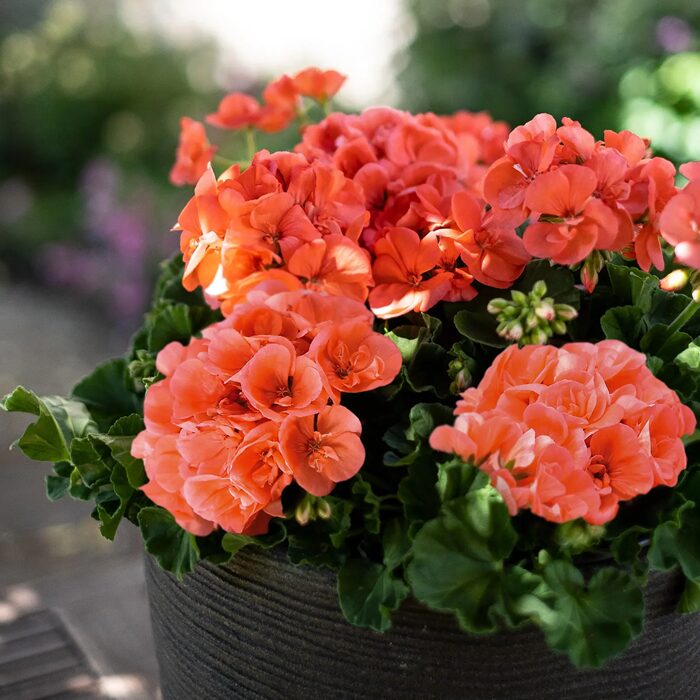 Muškát Champion Salmon