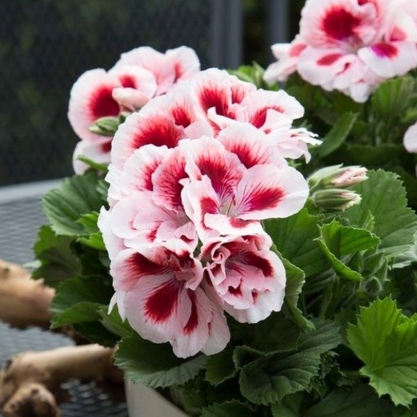 Muškát Dolomites Fantastic