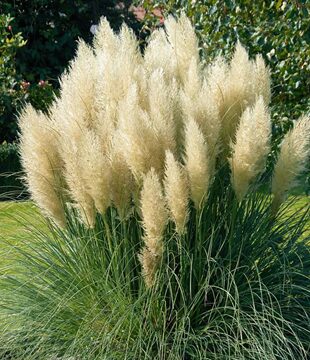 okrasna trava pampova