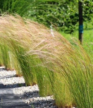 okrasná tráva stipa