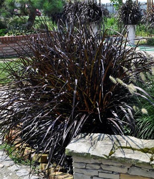 okrasná tráva vertigo pennisetum