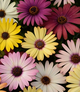 osteospermum mix