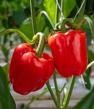 paprika Quadrato D'asti Rosso