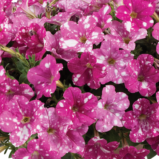 Petúnia Splash Dance Rumba Rose