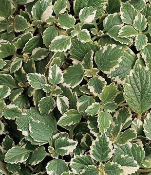 plectranthus