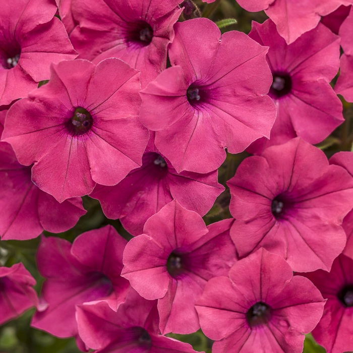 Supertúnia Vista Fuchsia