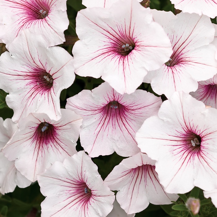 Supertúnia Vista Silverberry