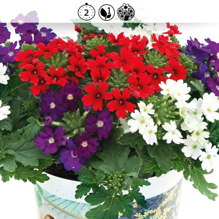 Trixi® compact Coloré