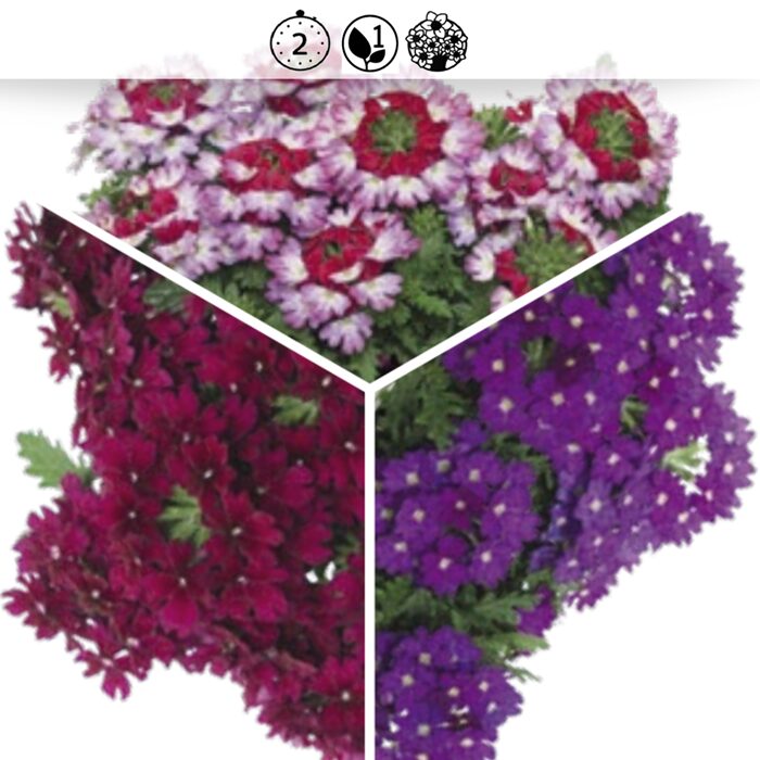 Trixi® compact tone 010